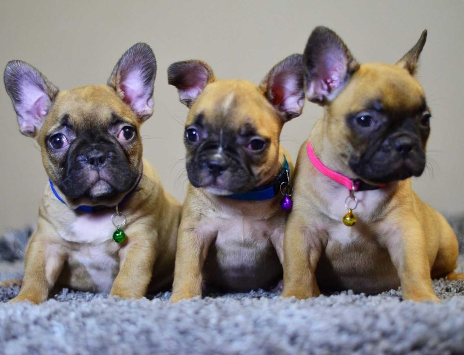 Французький бульдог в'язка рижий хлопчик