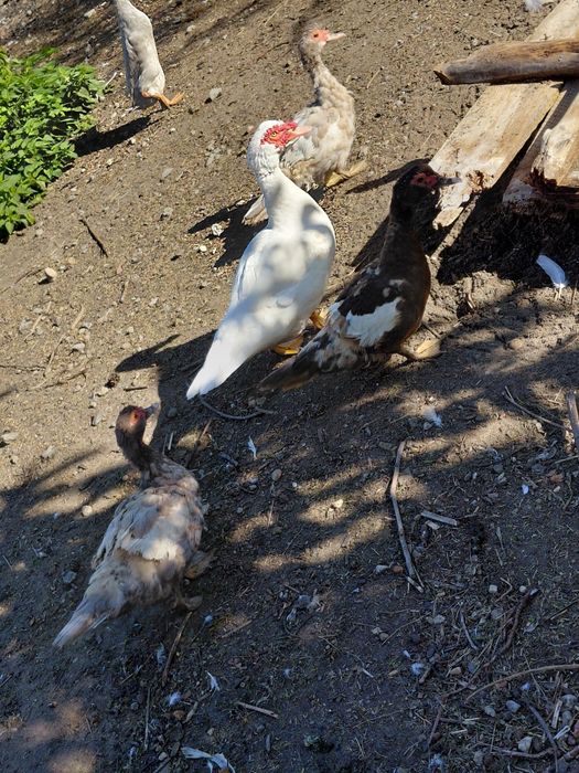 Sprzedam kaczki francuskie