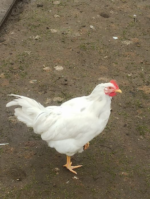 Koguty zagrodowe i koguty liliputki.