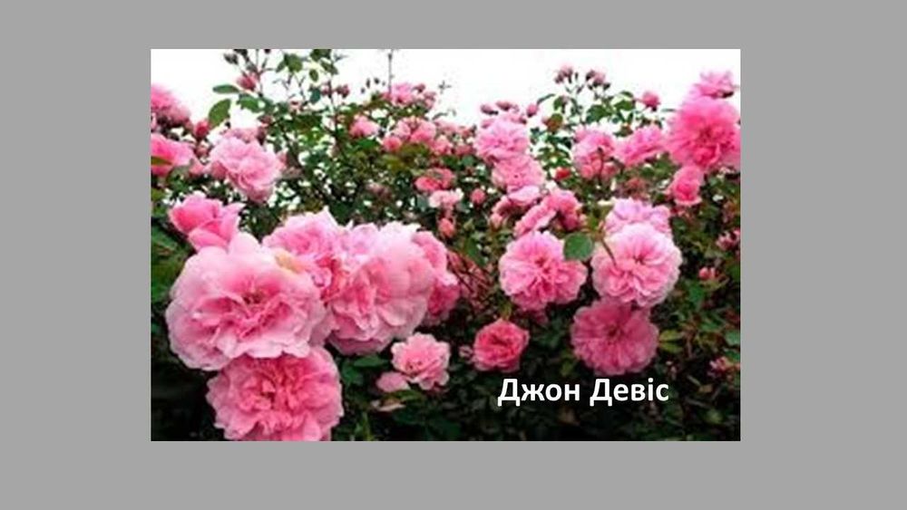 Саджанці троянди  "Астрономія" французької селекції— 85 грн