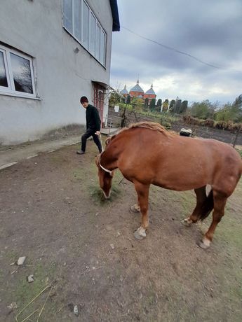 Продам добру  кобилу