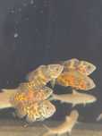 Oscar Tigre 4/5cm