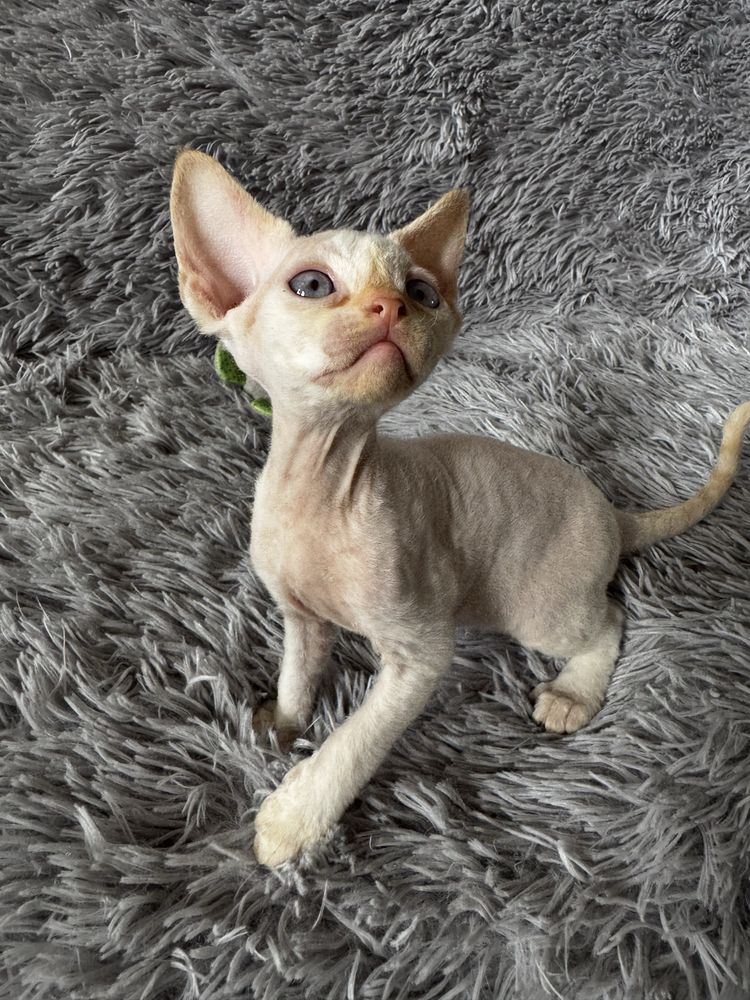 Uroczy kocurek Devon Rex Gizmo