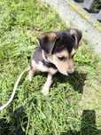 Mała NALA do adopcji