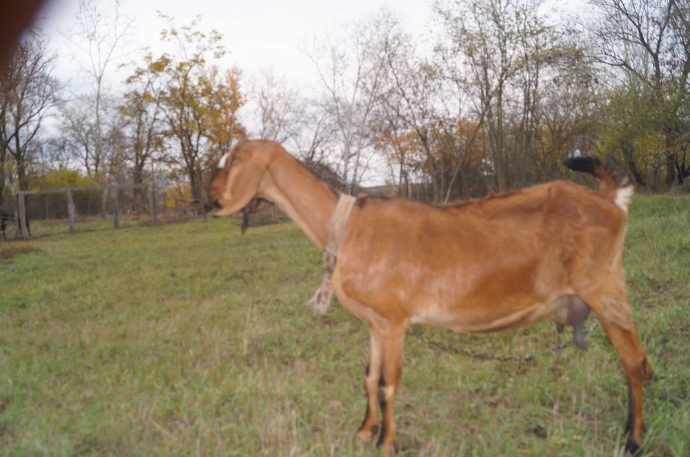Козеня нубокоморі, дівчинка