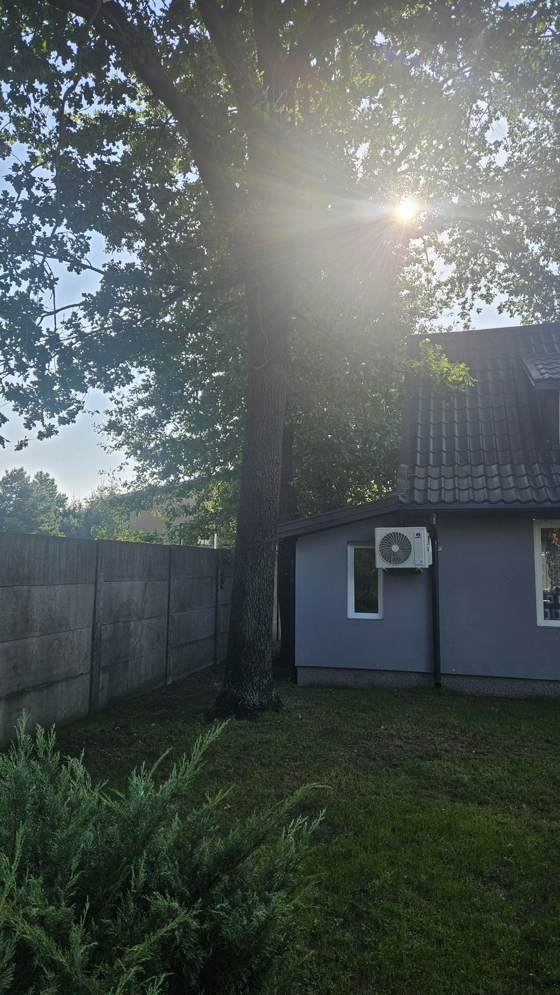 Sprzedam 3 dęby wycinka we własnym zakresie