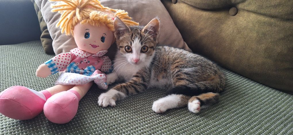 Wyjątkowy Cukierek poleca się do adopcji