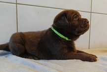 Labrador Retriever Czekoladowa suczka Zkwp/FCI