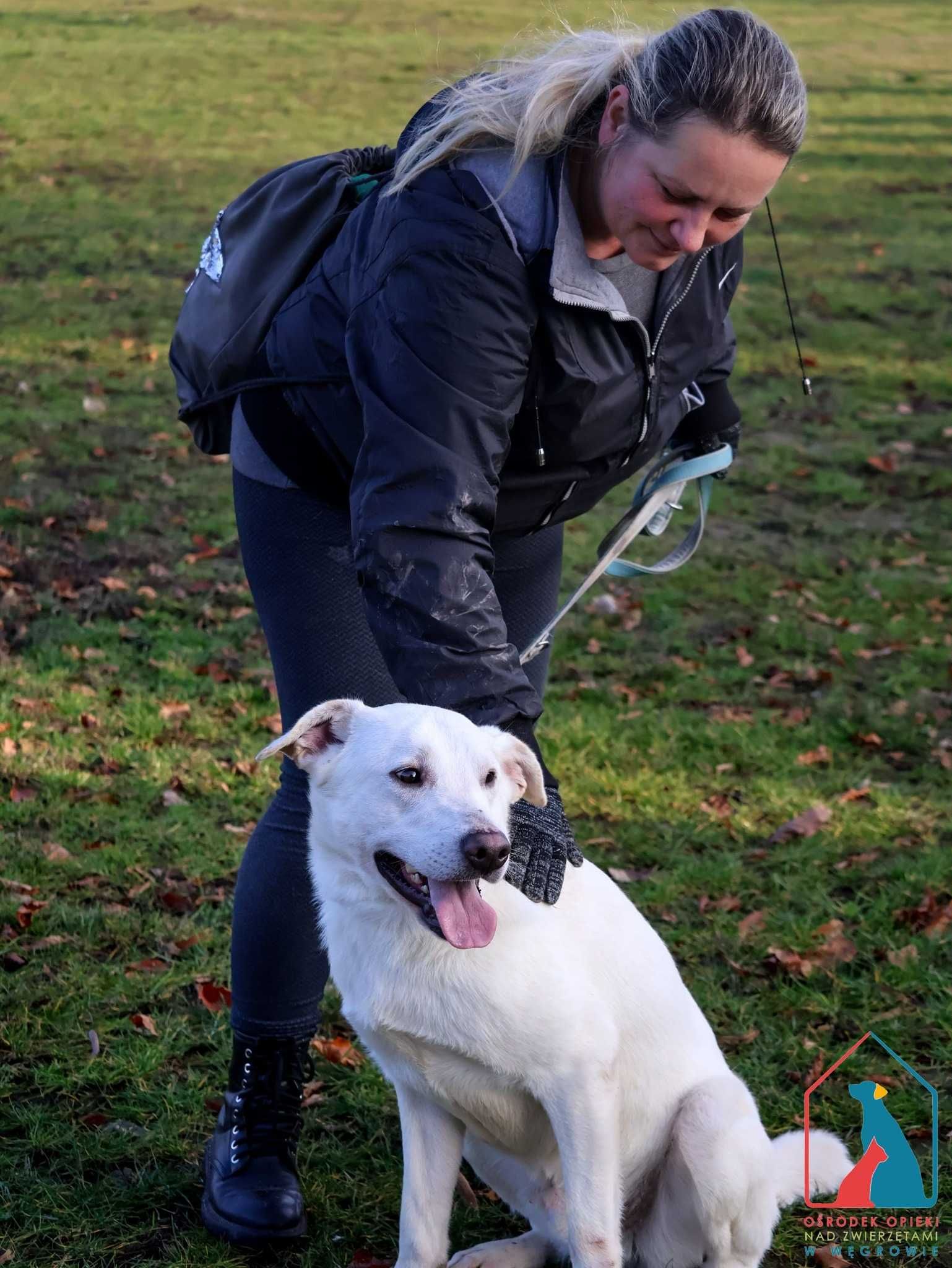 PIĘKNY, MŁODY, duży psiak - ma świetny charakter - adoptuj