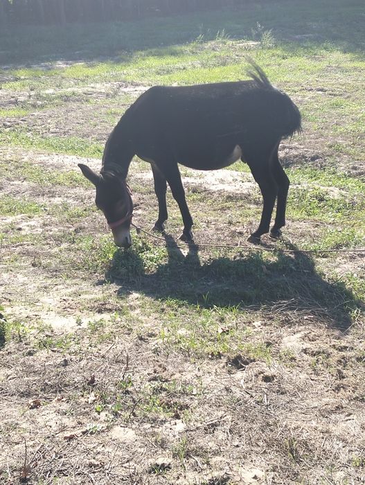 Vendo macho anão
