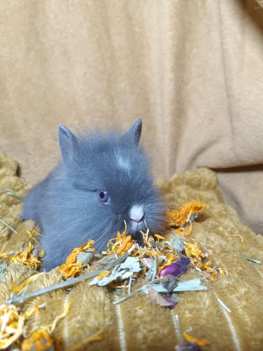 Piękny samczyk królika miniaturki