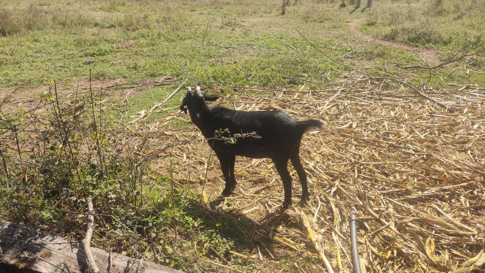 Cabra nova cruzada de Murciana