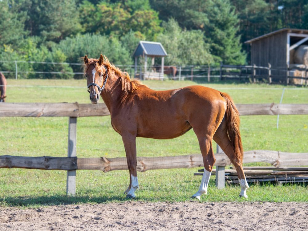 Klacz po Calico(Cassini I x Caprice III)