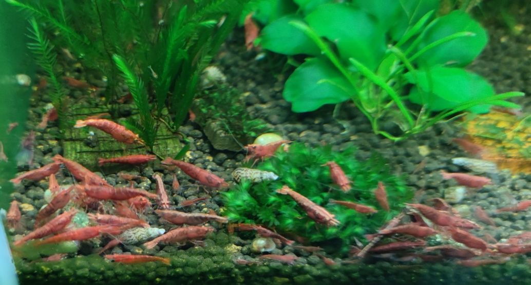 Krewetki Neocaridina Fire red/sakura. Redki