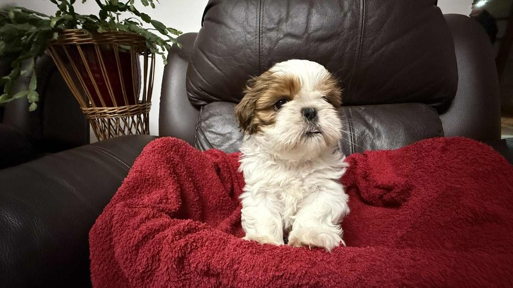 Suczka shih tzu z rodowodem