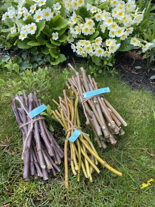 Веточки погрызушки для домашних животных