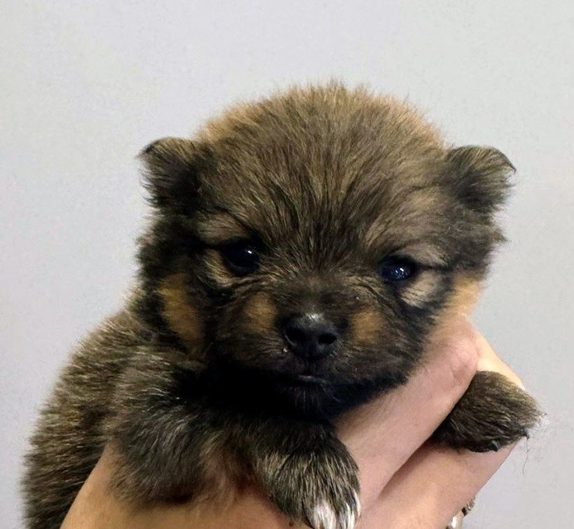 Pomeranian  Szpic miniaturowy Piesek  xxs