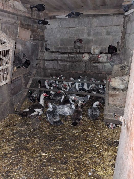 Kaczki i kaczory francuskie!!