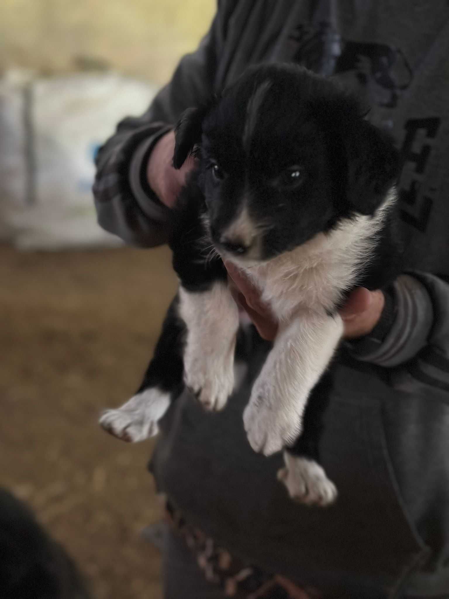 Cachorros cruzados de border collie para adoção