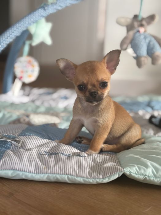 Cudna maleńka Suczka chihuachua