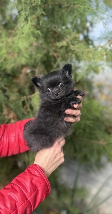 Красотка девчонка Д/ш.
