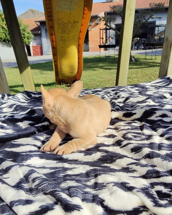 Bulldog Francês Lilac Fawn