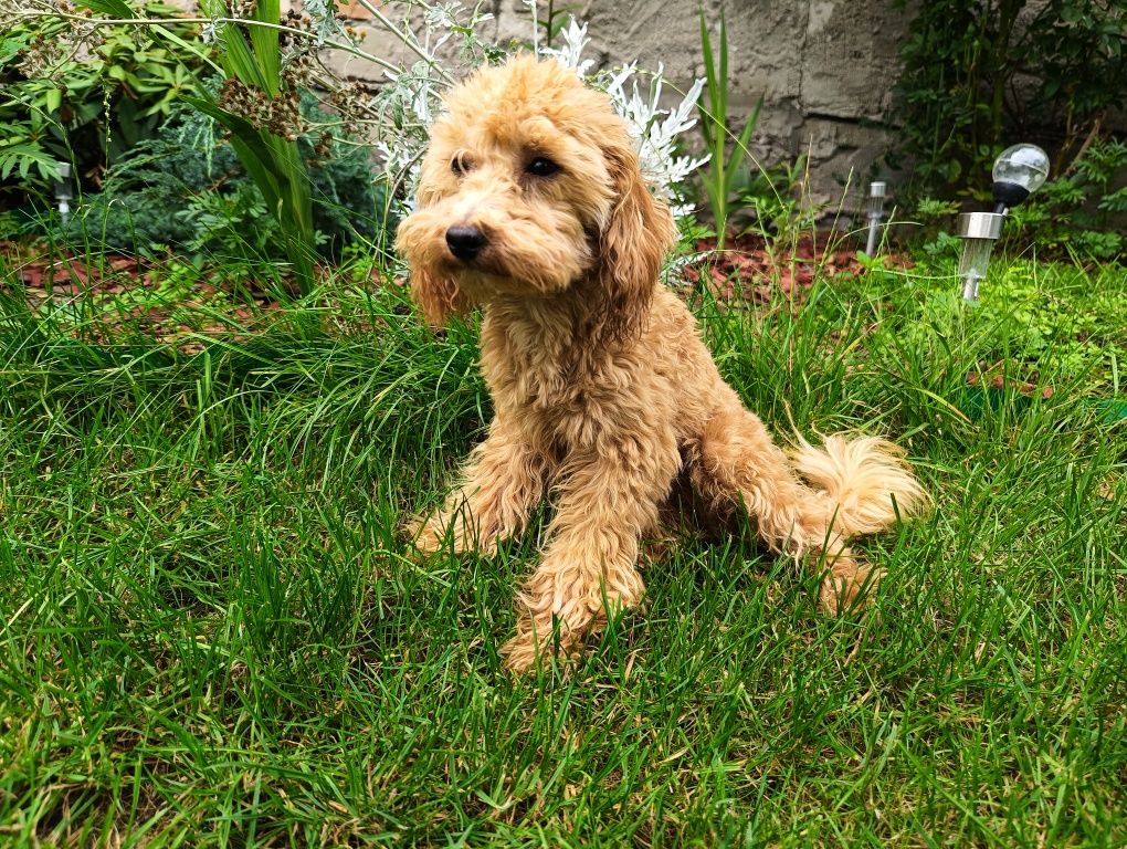 Cavapoo-Cavoodle malutki chłopiec ciemny Red badania genetyczne