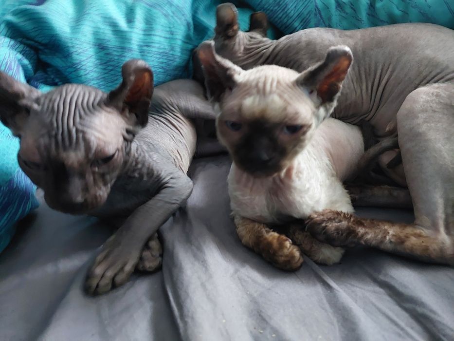 Эльфы мальчик и девочка.