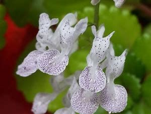 Planta "Plectranthus verticillatus" - Vários tamanhos a partir de 8€