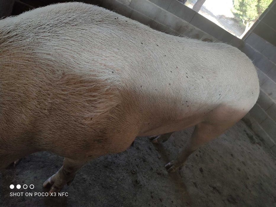 Porco para cobrir ou matar
