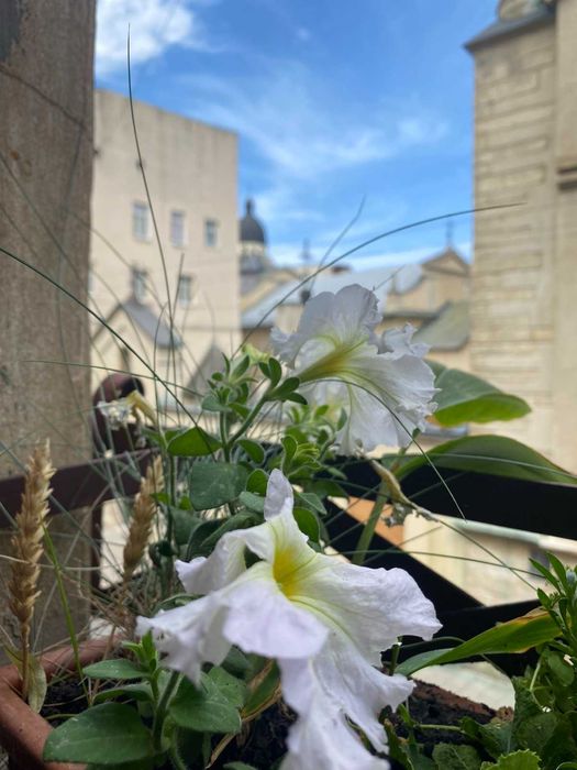 Квартира подобово центр   10 хв до ж д вокзалу Звітні документи