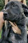 Suczka Cane Corso