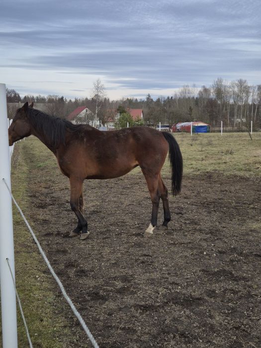 Klacz po Lyjanero