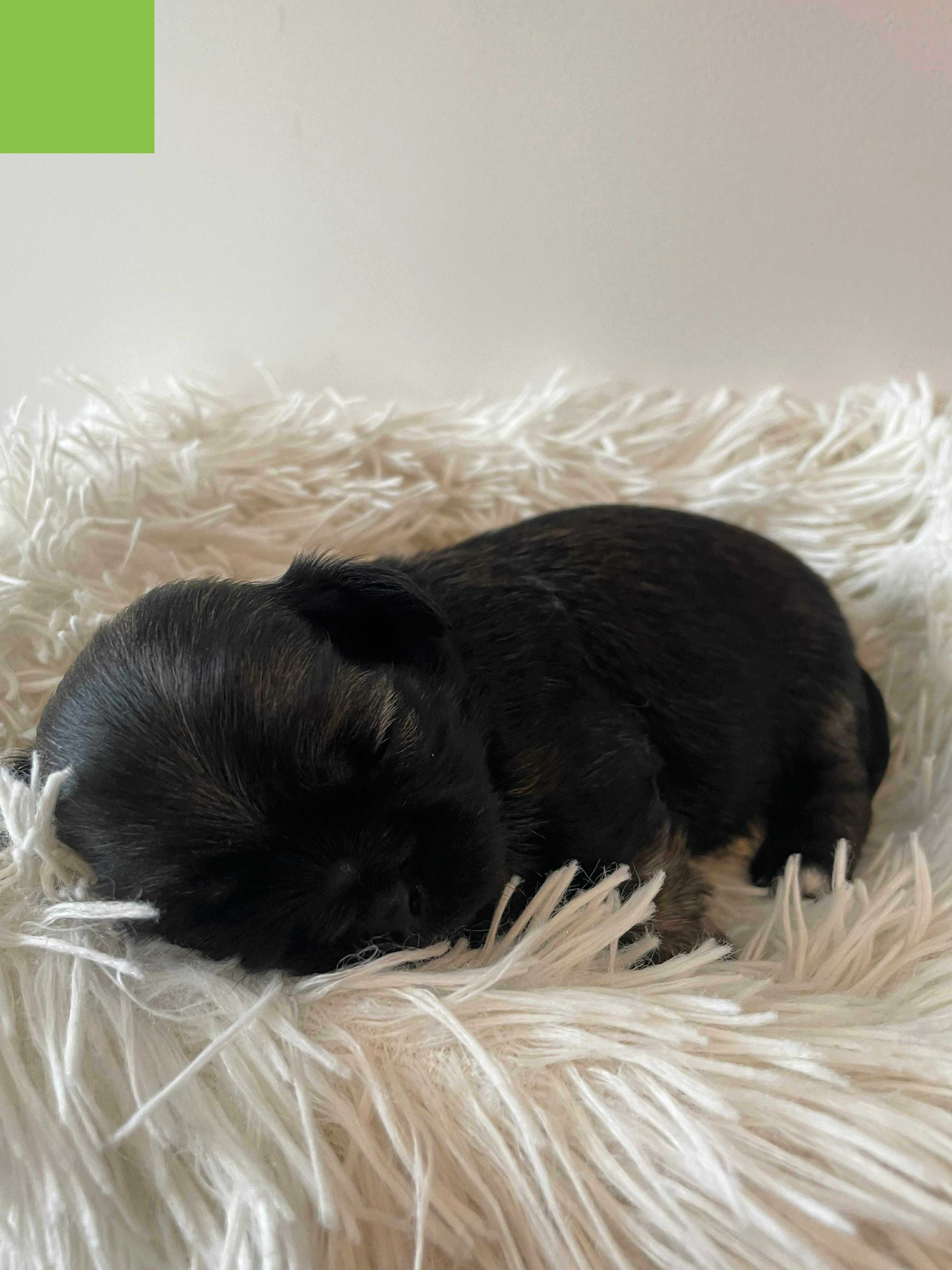 Shih tzu z rodowodem Scooby