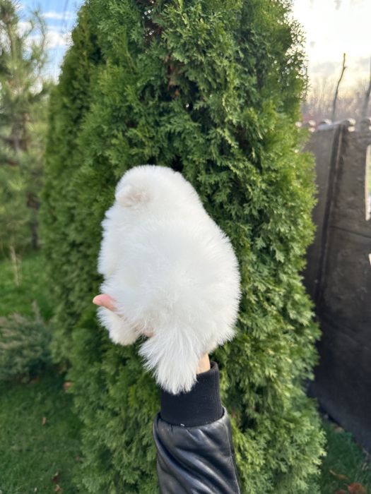 Шпиц померанский девочка