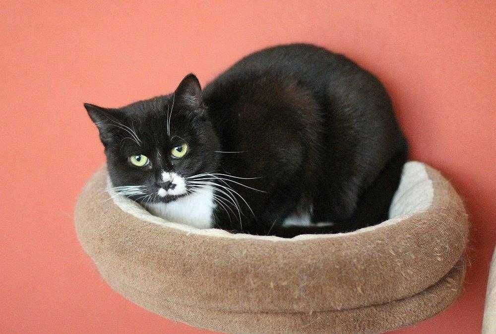Szpulka czarno-biała spokojna kotka do adopcji