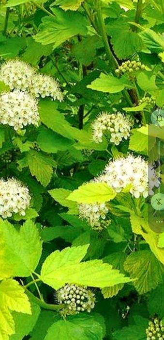 Pęcherznica kalinolistna darts gold duża sadzonka