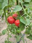 Pomidory gruntowe