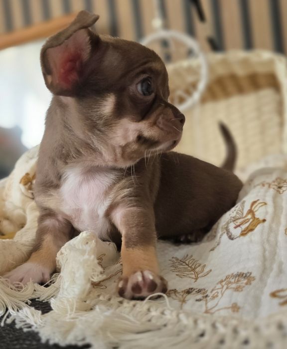 Chihuahua suczka choco tricolor *** Mocha***