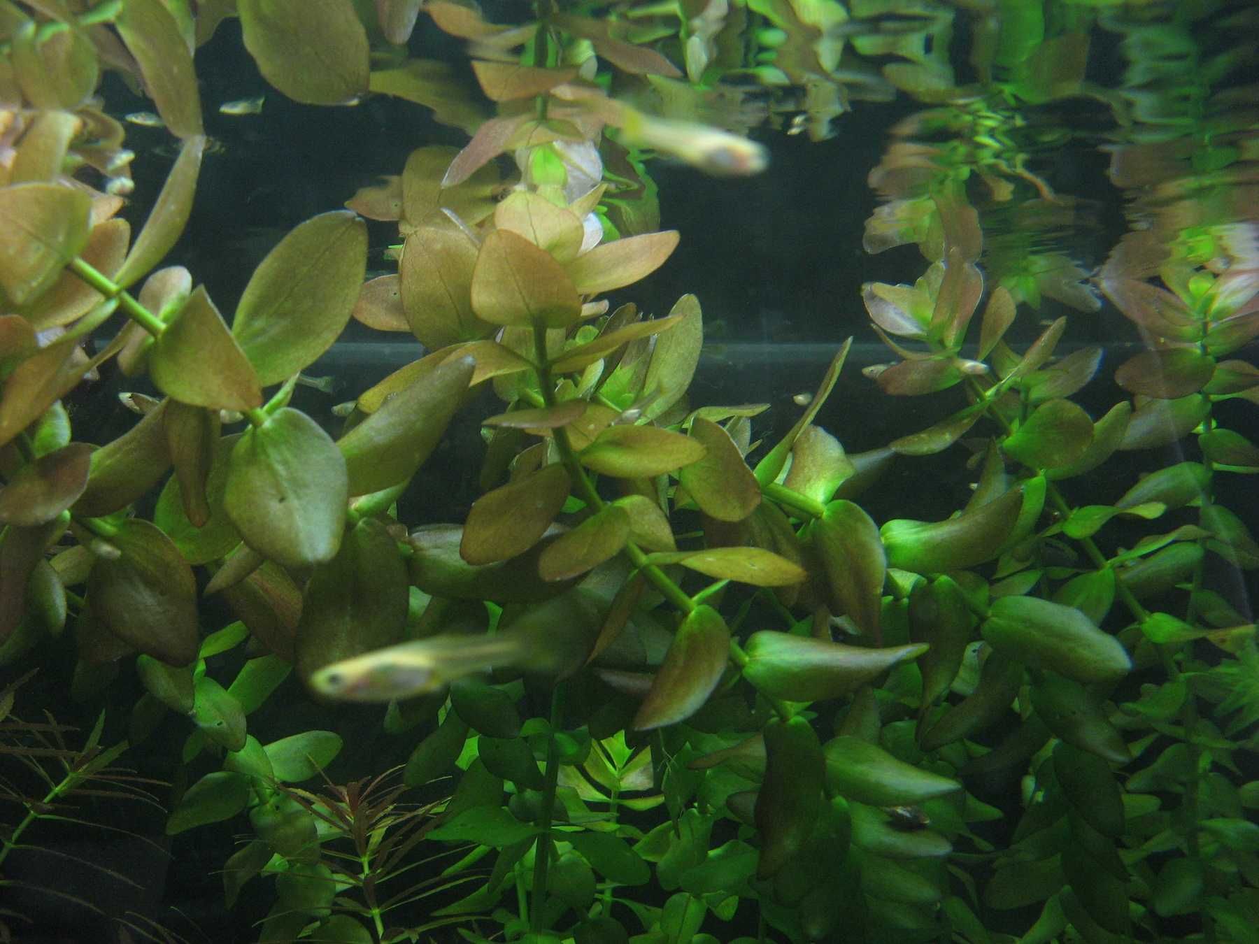 Bacopa Caroliniana (Bakopa Karolińska)  / 3 sztuki