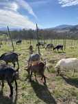 Troco estas cabras