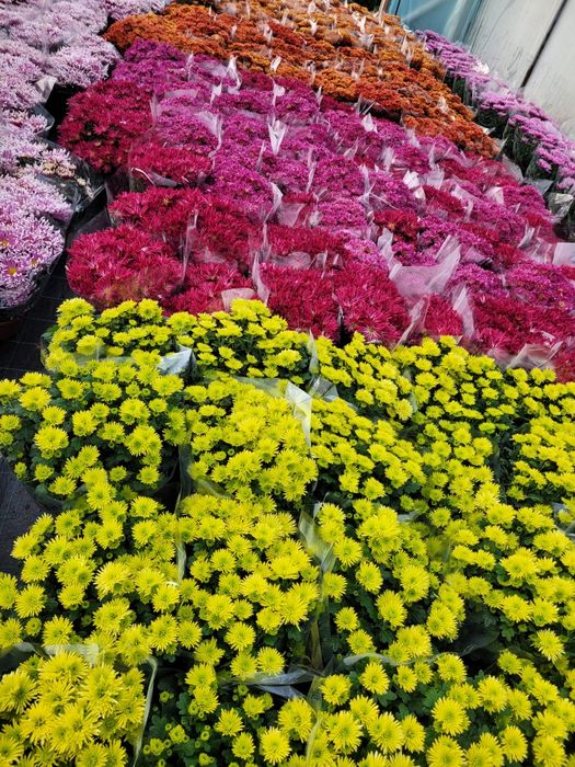 Chryzantemy Wielkokwiatowe * Średniokwiatowe *ANASTAZJA*IRINA*ROSELA*