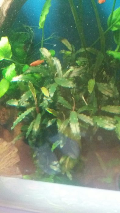 Rośliny pogostemon anubias bucephalandra