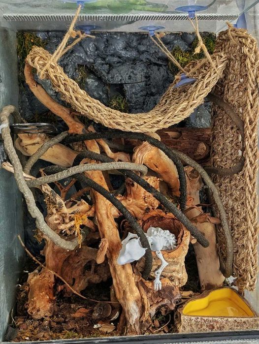 Terrarium bioaktywne 40x40x60 mały las