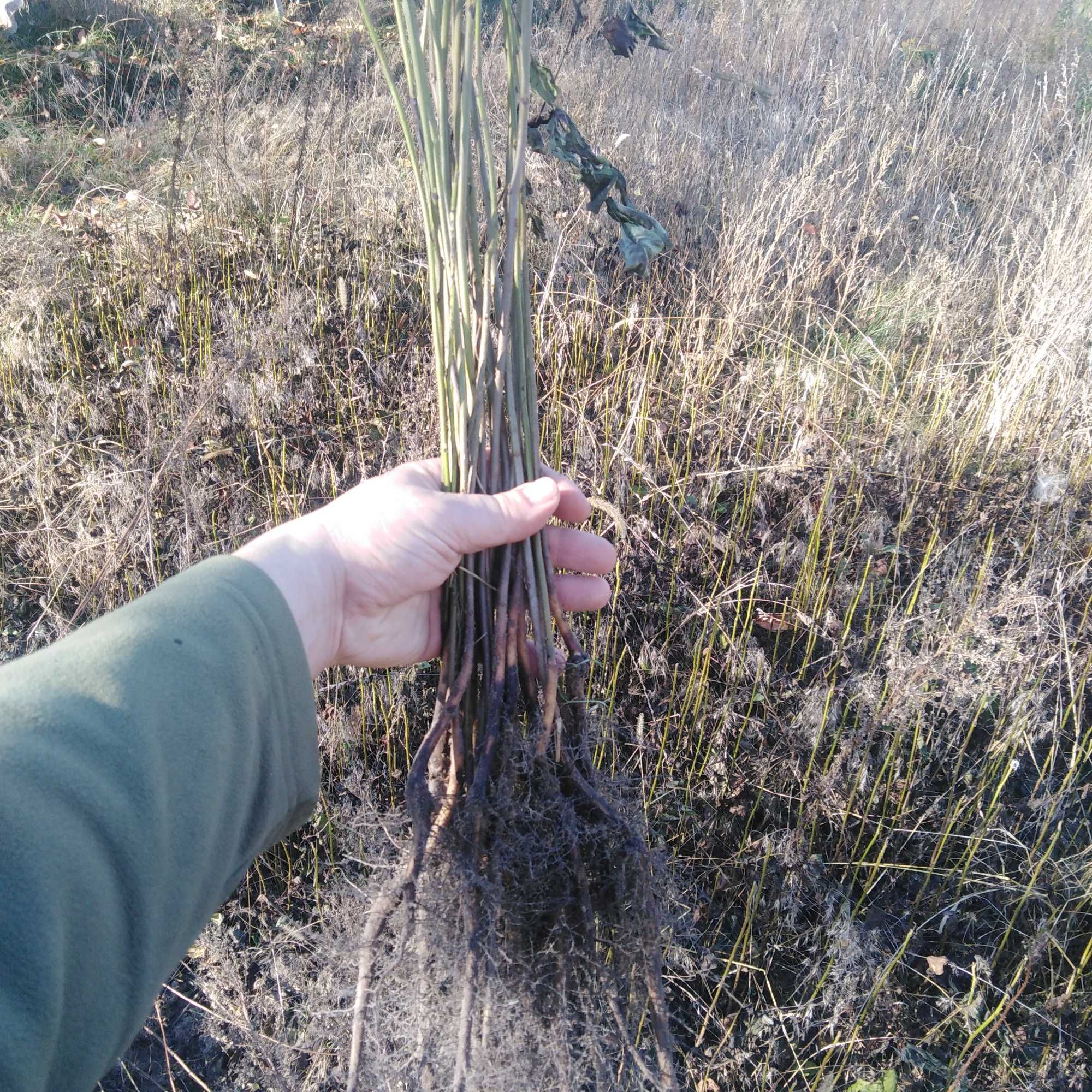 саженцы  орех черный орех американский Juglans nigra