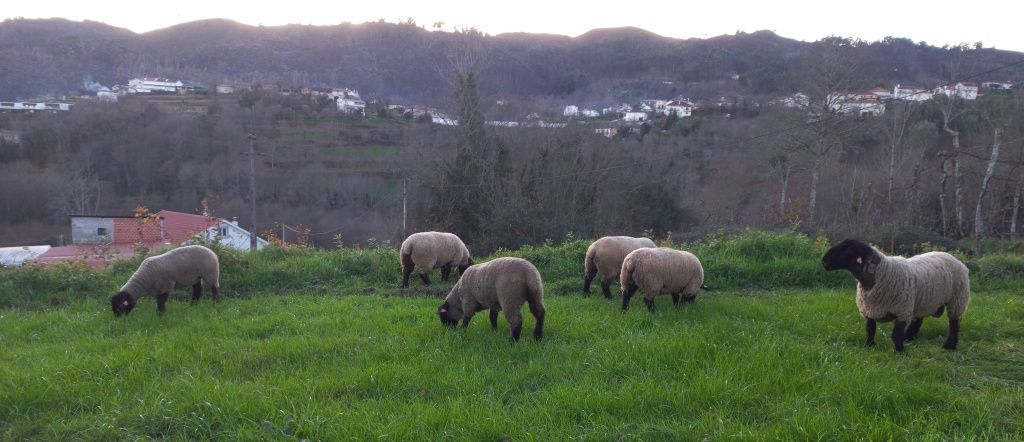 Borrega suffolk com certificado