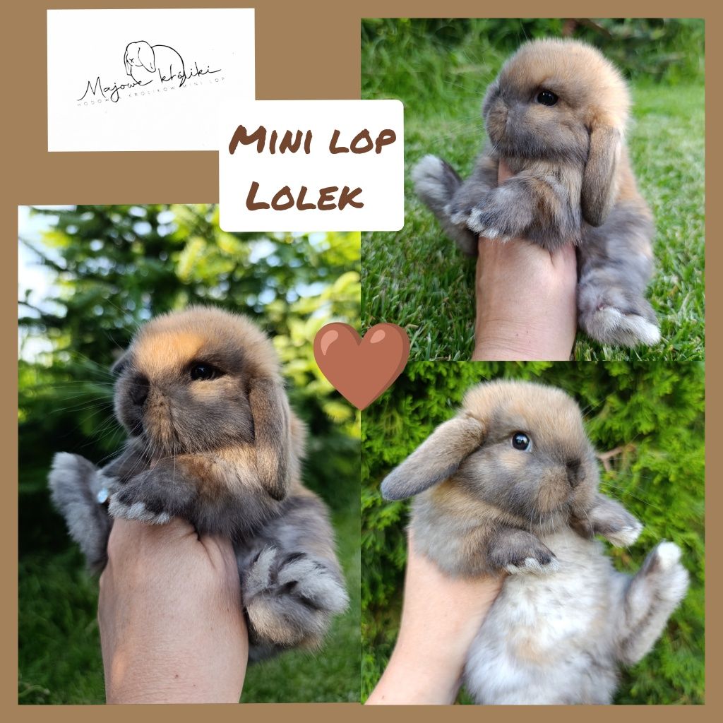 Królik króliczek mini lop hodowla zarejestrowana