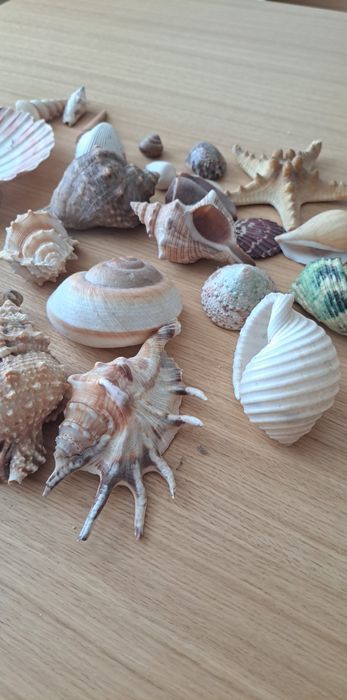 Ozdobne muszle i rozgwiazdy