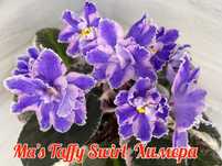 Фиалки (листики, детки, стартёры, молодые кустики.)