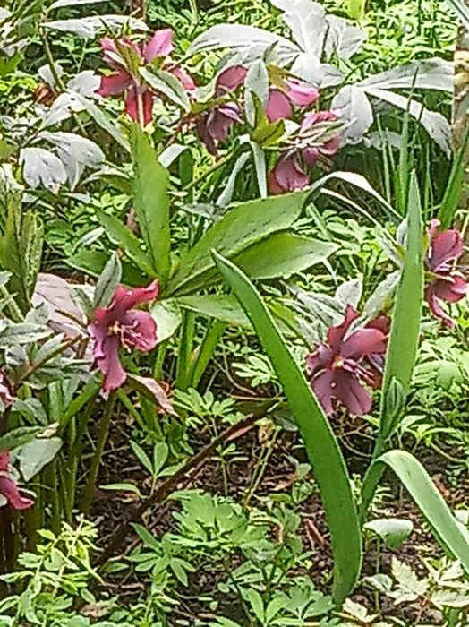 Кусты морозника лекарственного